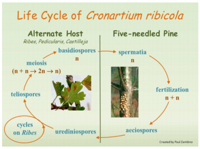 Cronartium Ribicola - Microbewiki