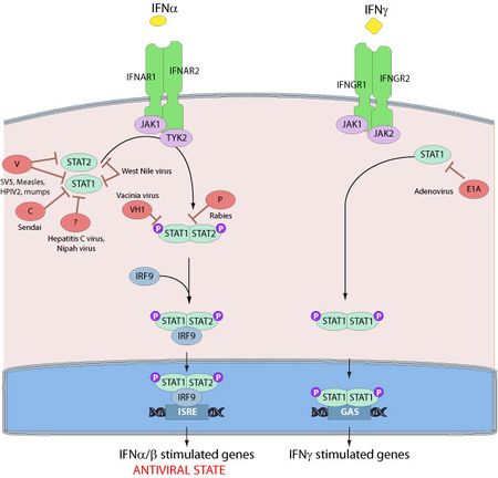 Infection Mechanism of Genus Ebolavirus - microbewiki