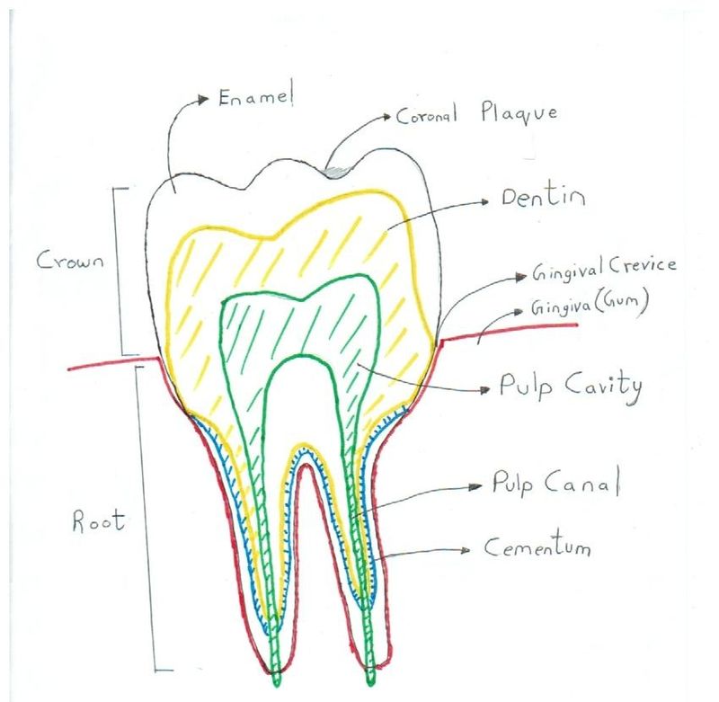 Oral microbial system - microbewiki