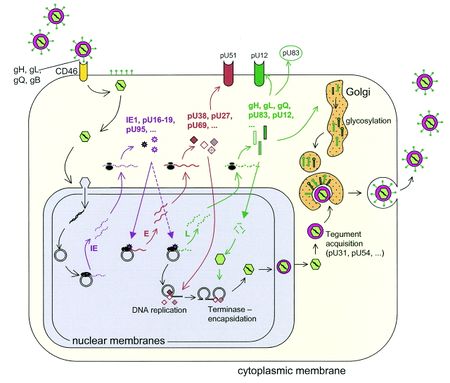 Human Chromosomal Integration of Latent State Human Herpes Virus 6 (HHV ...