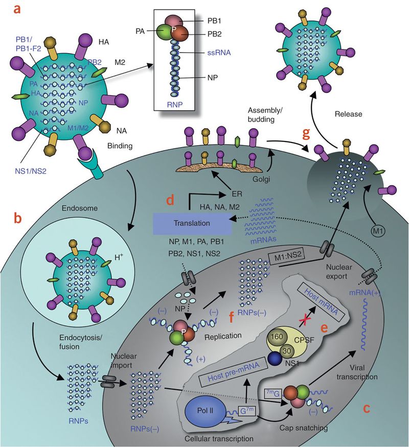 the-role-of-antivirals-in-influenza-treatment-and-prevention-microbewiki