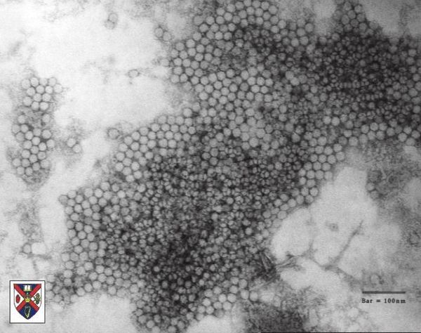 Circovirus - microbewiki