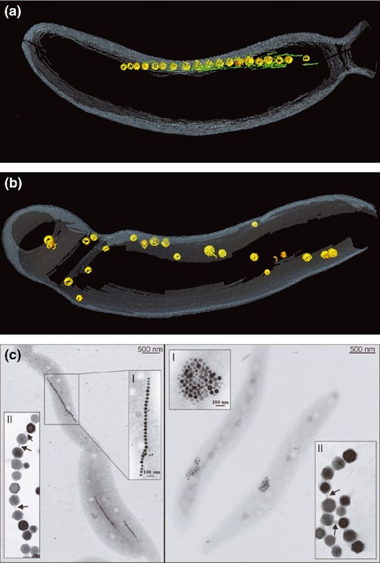 Magnetotactic Bacteria - microbewiki