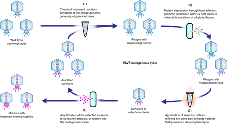 Phage Therapy for Drug-Resistant Pathogens - microbewiki