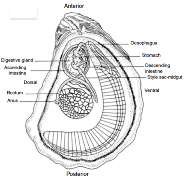 Digestion in oysters microbewiki