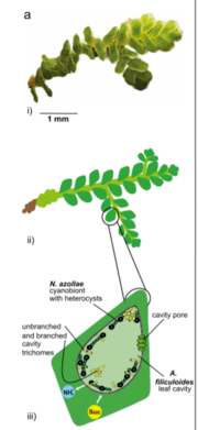 Nostoc Azollae - Microbewiki