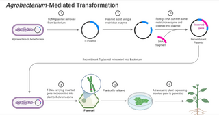 File:Agrobacterium-Mediated-Gene-Transfer-Transformation-in-Plants.webp ...