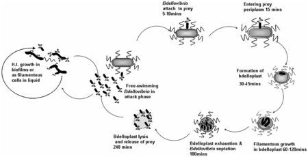 Bdellovibrio - Microbewiki