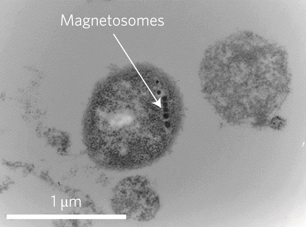 Magnetococcus marinus MC-1 - microbewiki