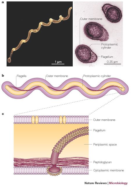 Borrelia Burgdorferi - Microbewiki