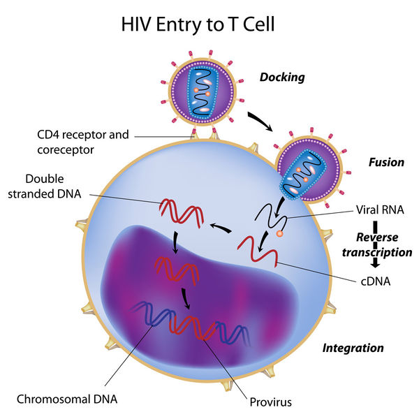 HIV/AIDs in the U.S. - microbewiki